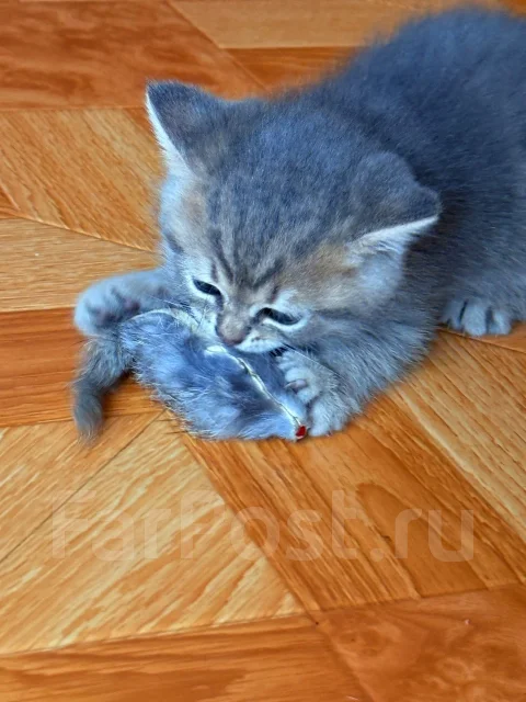����������� ��������� �����. ����