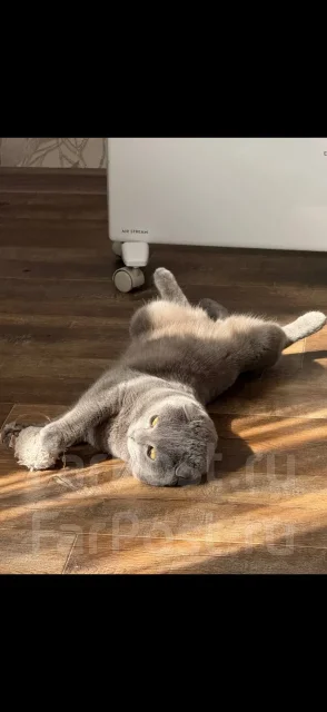 ����������� ��������� �����. ����