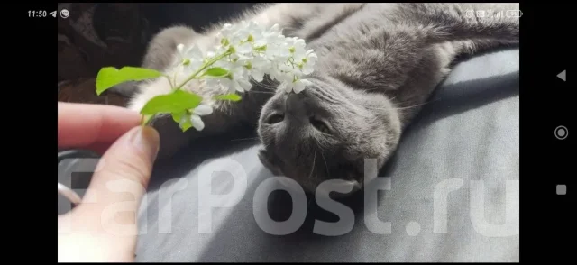 ����������� ��������� �����. ����