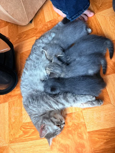 ����������� ��������� �����. ����
