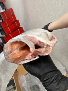 ����. ����