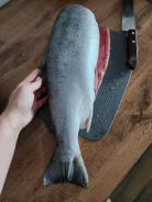 ����. ����