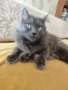 �����. ����