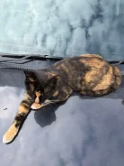 ������� ������� ���� ������� ����