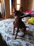 ���-������. ����