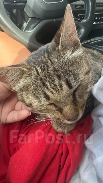 ������������ ����� ����