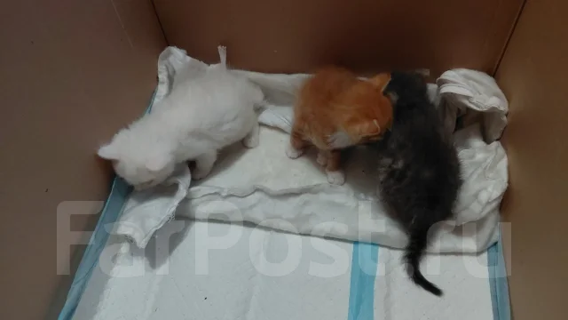 �����. ����