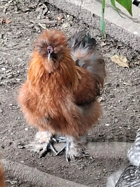 ����. ����
