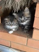 ������, ������������� ����