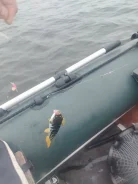 BRIG. ����� 3,2��., ��������� ���������, 3,5��.�. ����