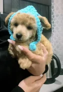 ���-������. ����