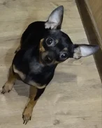������� ���-������. ����