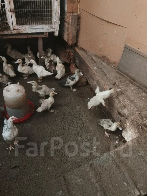 ��������. ����