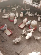 ��������. ����