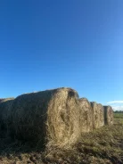 ����. ����