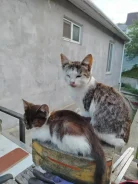 �����. ����