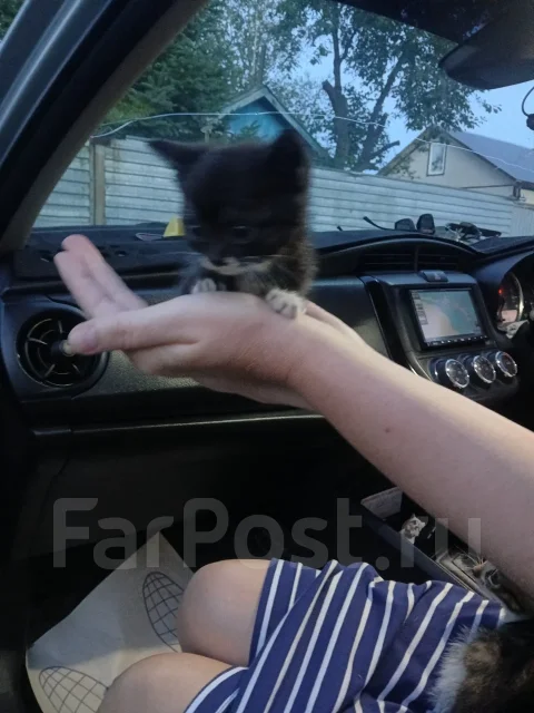�����. ����