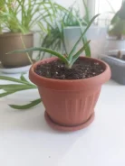 ����. ����