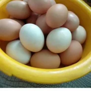 ����. ����