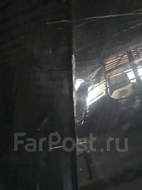 ����� Audi A4 B9 ����