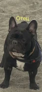 ����������� �������. ����