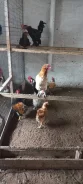 ����. ����