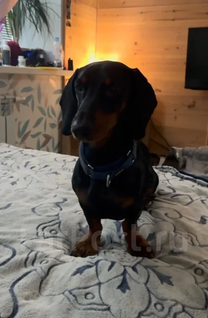 �����. ����