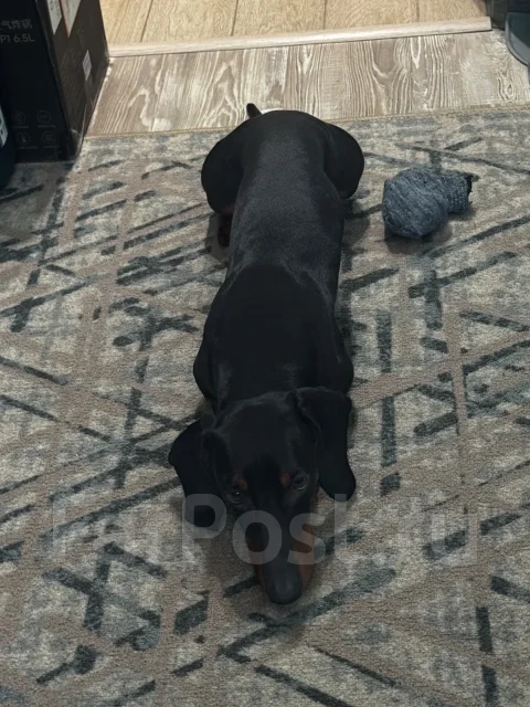�����. ����
