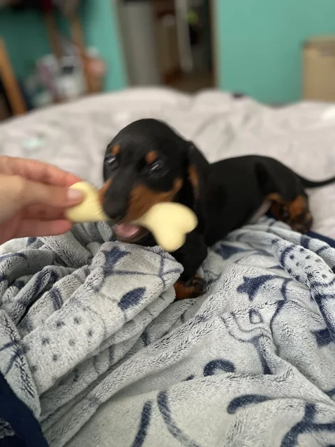 �����. ����