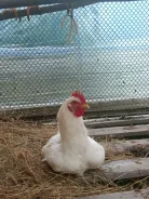 ����. ����