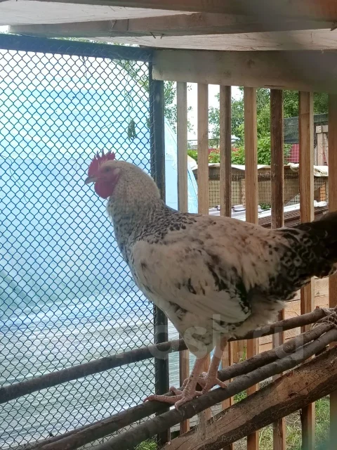 ����. ����
