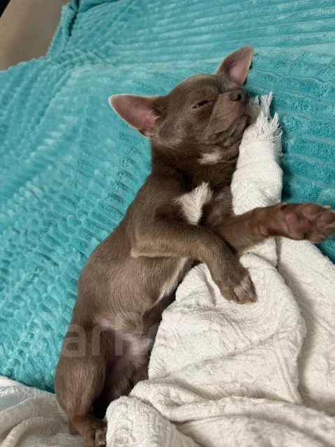 ��������. ����