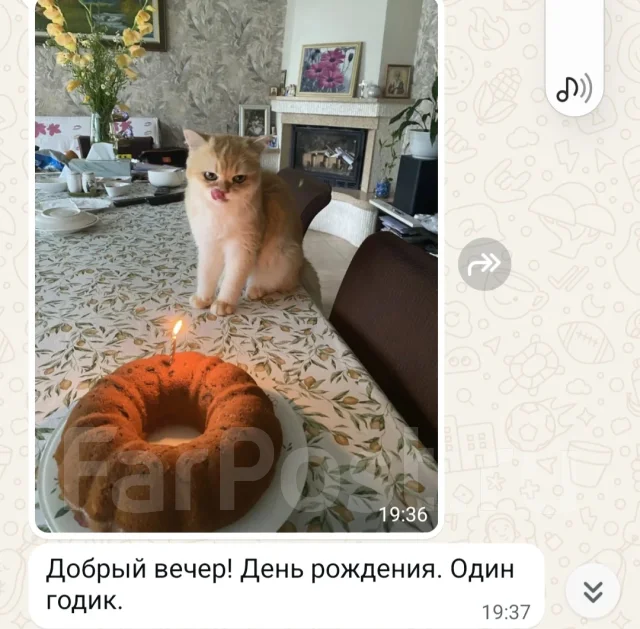 ���������� �����. ����