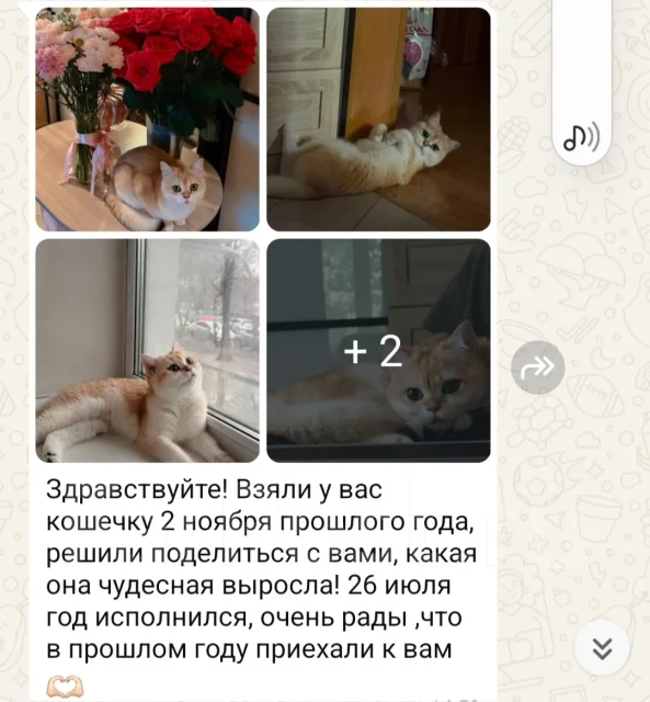 ���������� �����. ����
