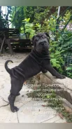 ������. ����