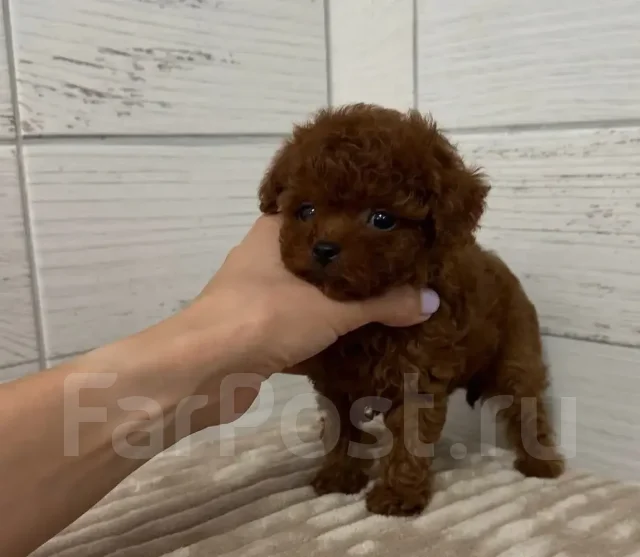 ���-������. ��� ����� �� ���������� ����