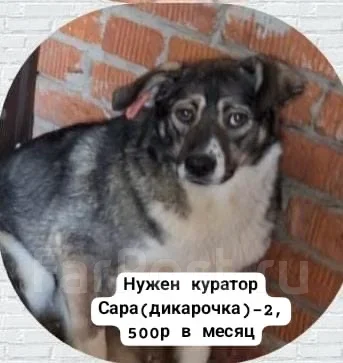 ������. ����