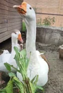 ����. ����