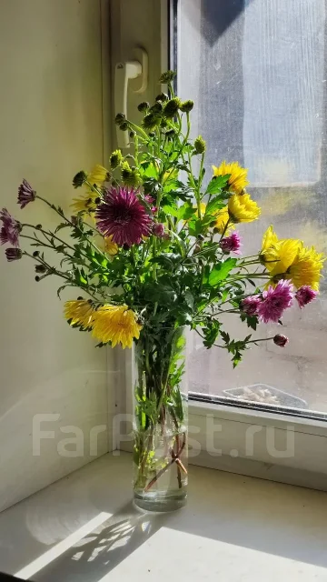 ����� ������� / ������ ����