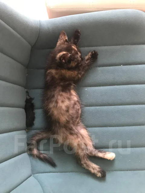 ���������� ����� ����