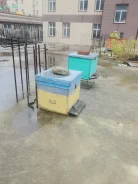 �����. ����