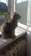�����. ����