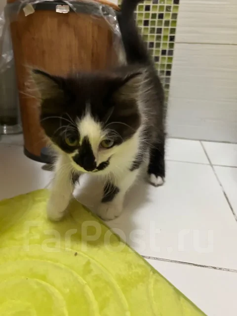 �����. ����