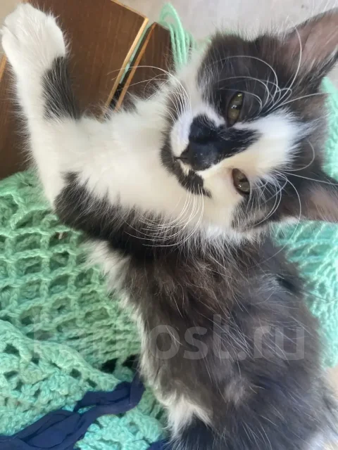 �����. ����