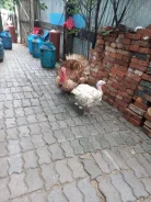������. ����