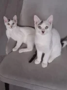 �����. ����