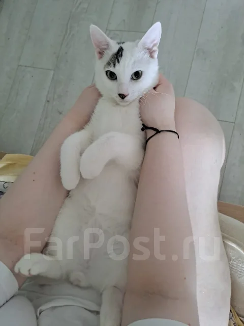 �����. ����