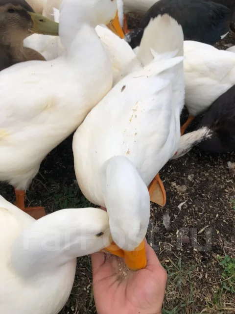 ����. ����