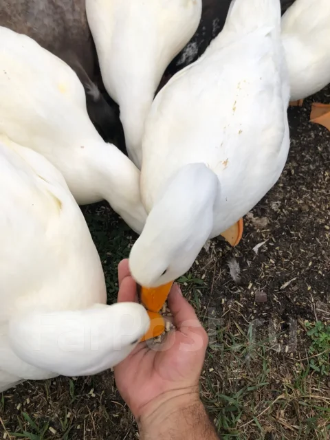 ����. ����