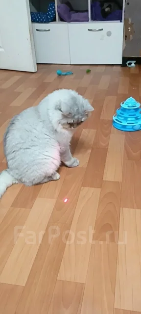 ���������� ��������. ����